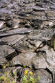 Kilauea folded lava in Volcanoes National Park. Big Island of Hawaii, HI.