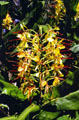 Flowers along bird park trail in Volcanoes National Park. Big Island of Hawaii, HI.