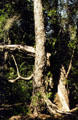 Twisted pines along bird park trail in Volcanoes National Park. Big Island of Hawaii, HI.