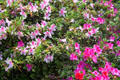 Rhododendrons in Garden of The Contemporary Museum. Honolulu, HI.