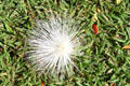 Flower of Hutu tree at University of Hawai'i. Honolulu, HI.