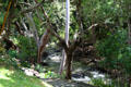 Mānoa Stream on University of Hawai'i campus. Honolulu, HI.