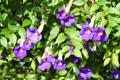 Flowers at University of Hawai'i. Honolulu, HI.