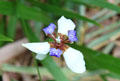 Iris at University of Hawai'i. Honolulu, HI.