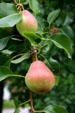 Pears on tree. South Amana, IA.