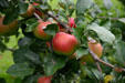 Apples on tree. South Amana, IA.