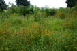 Tallgrass prairie restored at Hoover Museum. West Branch, IA.