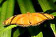 Butterfly in butterfly house at White River Gardens. Indianapolis, IN.
