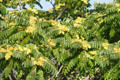Flowering trees in waterfront historic area. New Bedford, MA.