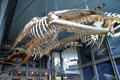 Whale skeletons at New Bedford Whaling Museum. New Bedford, MA.