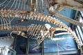 Whale skeletons at New Bedford Whaling Museum. New Bedford, MA.