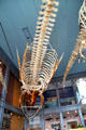Whale skeletons at New Bedford Whaling Museum. New Bedford, MA.