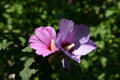 Flower at Truman house. Independence, MO.