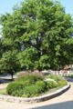 Landscaping of quad of University of Missouri. Columbia, MO.