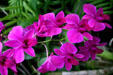 Orchids in conservatory of Botanical Gardens. Buffalo, NY