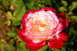 Double delight hybrid tea rose in Sara's rose garden at FDR home. Hyde Park, NY.