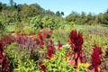 Flowers & fruit trees in Fort Ticonderoga Garrison Gardens. Ticonderoga, NY.