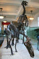 Anatotitan copei "giant duck" of Late Cretaceous era at American Museum of Natural History. New York, NY.