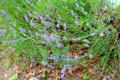 Lavender at Old Bethpage Village. Old Bethpage, NY.