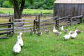 Geese on Powell Farm at Old Bethpage Village. Old Bethpage, NY.