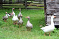 Geese on Powell Farm at Old Bethpage Village. Old Bethpage, NY.