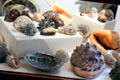 Sea shell collection at Annie Cooper Boyd House museum. Sag Harbor, NY.
