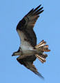 Osprey flies over Vanderbilt Mansion. Centerport, NY.