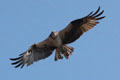 Osprey flies over Vanderbilt Mansion. Centerport, NY.