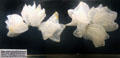 Specimens of mollusk egg cases collected off Costa Rica at Vanderbilt Mansion. Centerport, NY.