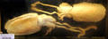 Specimens of Bombay Cuttle Fish collected off India at Vanderbilt Mansion. Centerport, NY.