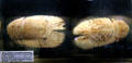 Specimens of Big Bear Locust Lobster collected off Tahiti at Vanderbilt Mansion. Centerport, NY.