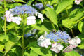 Hydrangeas at Vanderbilt Mansion. Centerport, NY.