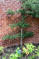 Espalier in Wildwood Manor House gardens. Toledo, OH.