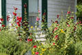 Hollyhock garden at Historic Lyme Village Museum. Bellevue, OH.