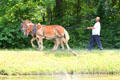 Mules for canal boat tourist ride at Johnston Farm. Piqua, OH.