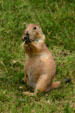 Black-tailed prairie dog at Woolaroc Ranch. Bartlesville, OK.
