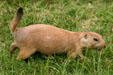 Black-tailed prairie dog at Woolaroc Ranch. Bartlesville, OK.