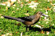 Female Grackle. TX.
