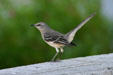 Mockingbird. TX.