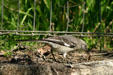 Mockingbird eating frog. TX.