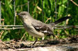 Mockingbird. TX.