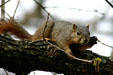 Squirrel on branch. TX.