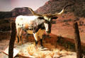 Mounted longhorn cow at Institute of Texan Cultures. San Antonio, TX.