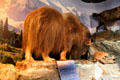 Stuffed muskox at Buckhorn Museum. San Antonio, TX.