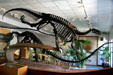 Dinosaur skeletons at entrance of Earth Science Museum of Brigham Young University. Provo, UT.