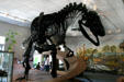 Allosaurus fragilis of Late Jurassic era from Utah at BYU Earth Science Museum. Provo, UT.