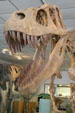 Skull of Torvosaurus tanneri at BYU Earth Science Museum. Provo, UT.