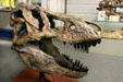 Cast of skull of Tyrannosaurus rex of Late Cretaceous era found in Montana at BYU Earth Science Museum. Provo, UT.