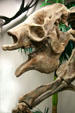 Skull of Giant Ground Sloth at BYU Earth Science Museum. Provo, UT.