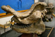 Brontotherium, primitive mammal related to horses & rhinoceros of Tertiary at BYU Earth Science Museum. Provo, UT.
